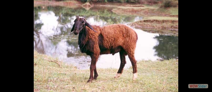 bellari sheep