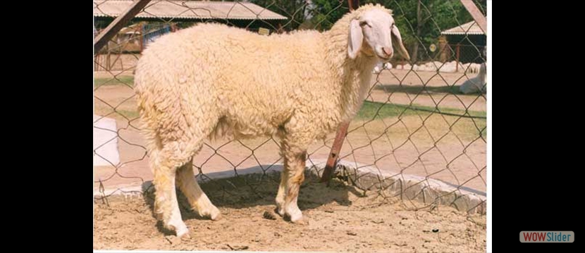 muzaffarnagri sheep