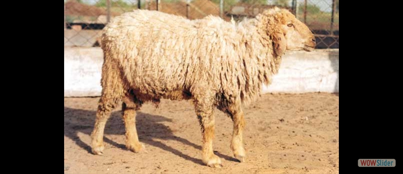 nali sheep
