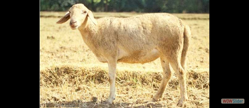 shabadi sheep